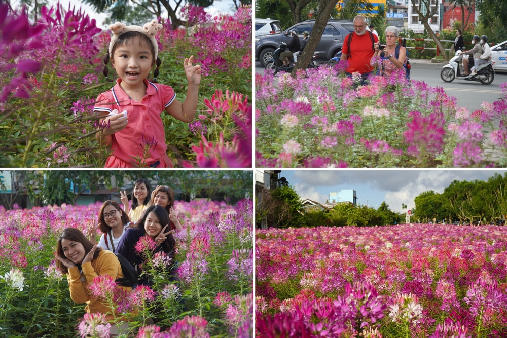 Hoa túy điệp khoe sắc rực rỡ ngay tại trung tâm Đà Lạt thu hút mọi ánh nhìn của du khách